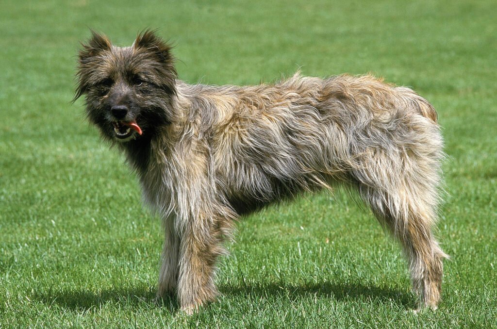 Pyrenean Shepherd.