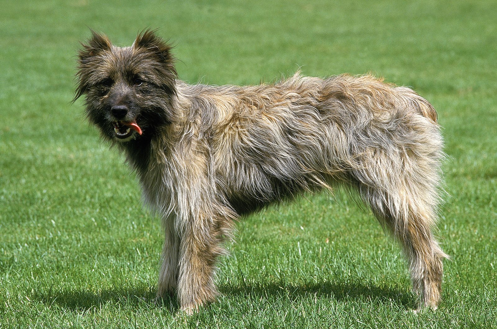 Pyrenean Shepherd.