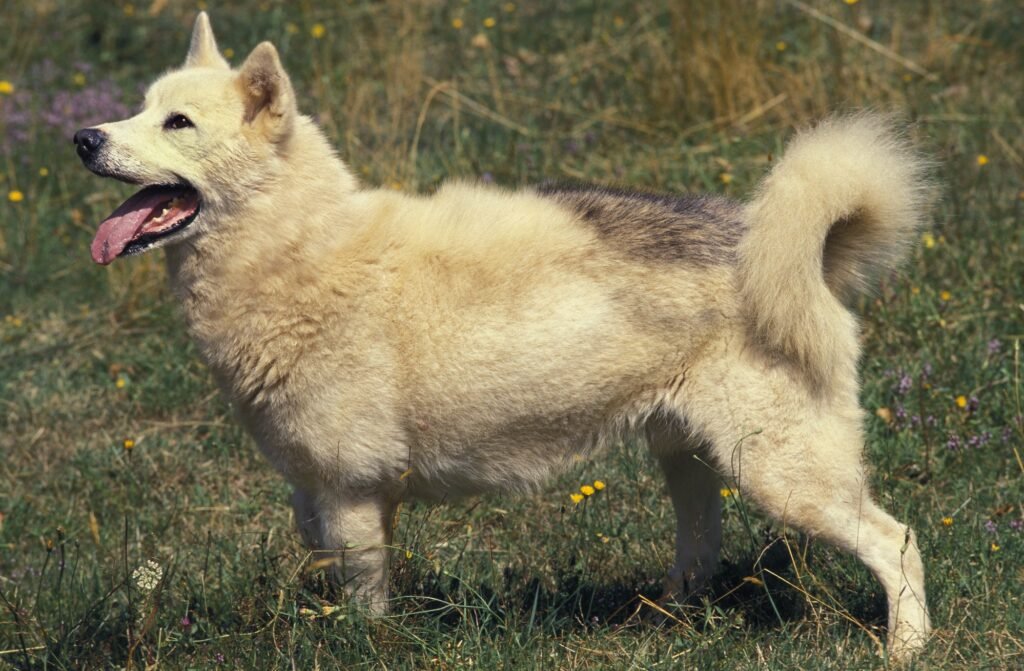 Greenland dog