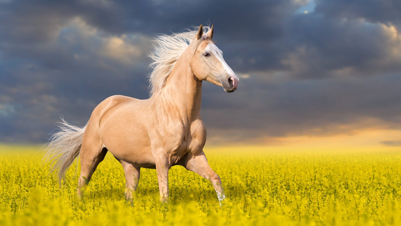 12 Interesting Facts About The Palomino Horse
