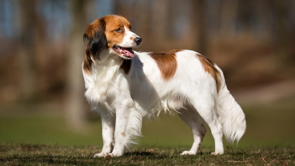 A purebred Kooikerhondje dog