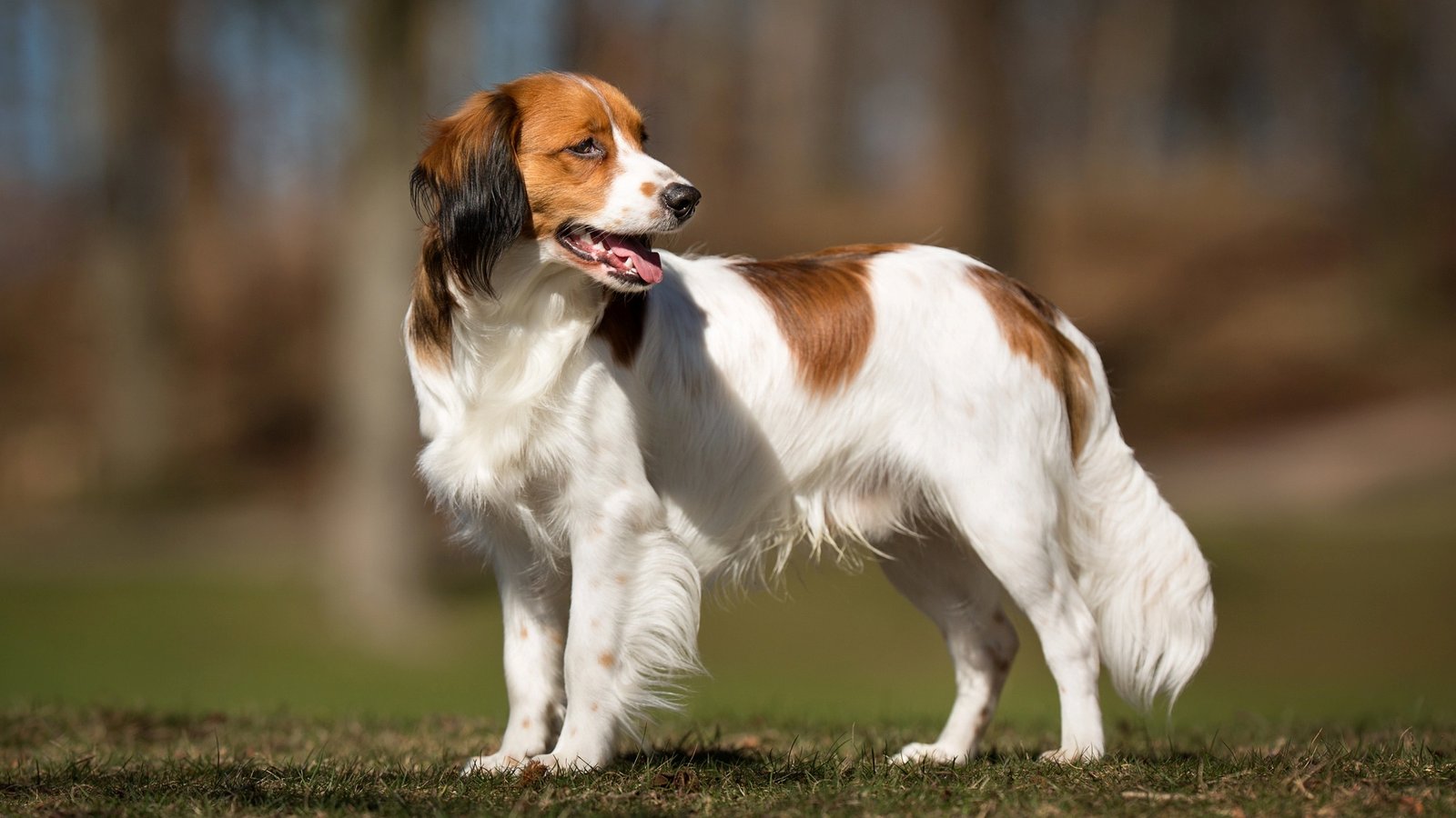 20 Rare and Lesser Known Dog Breeds That Still Exist