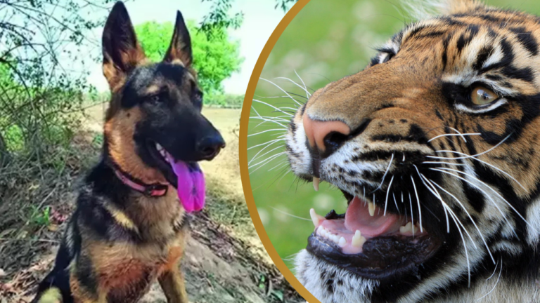 German shepherd fights tiger