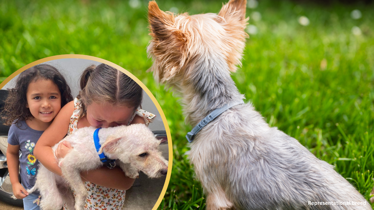 Tears of Joy As Little Girls Reunite with Their Lost Dog After Two Months 