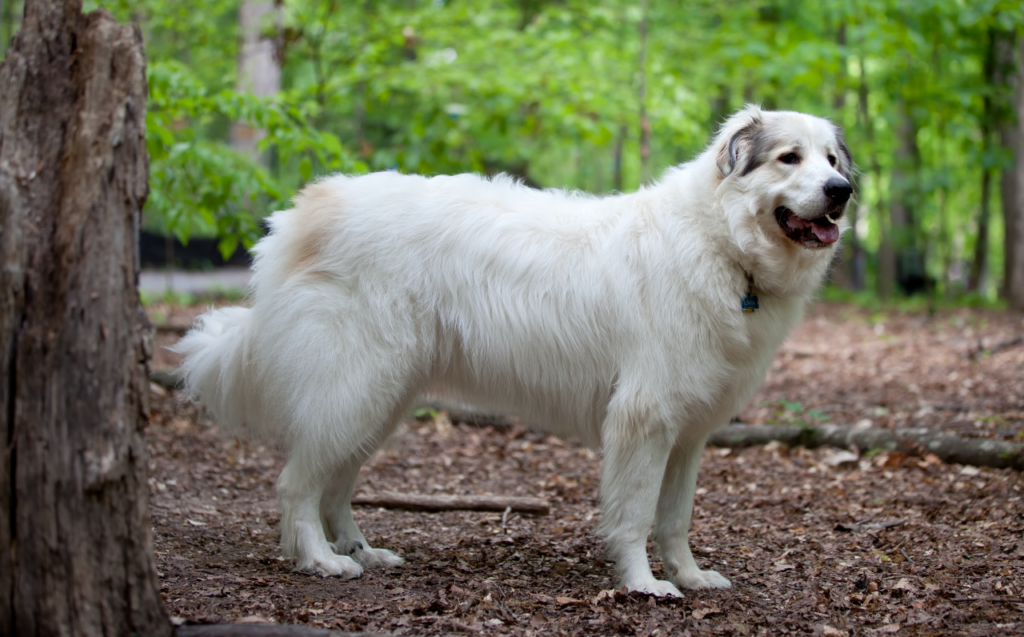 Great Pyrenees: The Gentle Giant (image credits: Wikimedia)