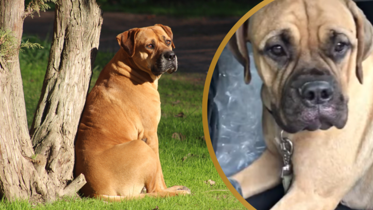 Teary Eyed Bullmastiff Walks 125 Miles to Find Owner Who Abandoned Her