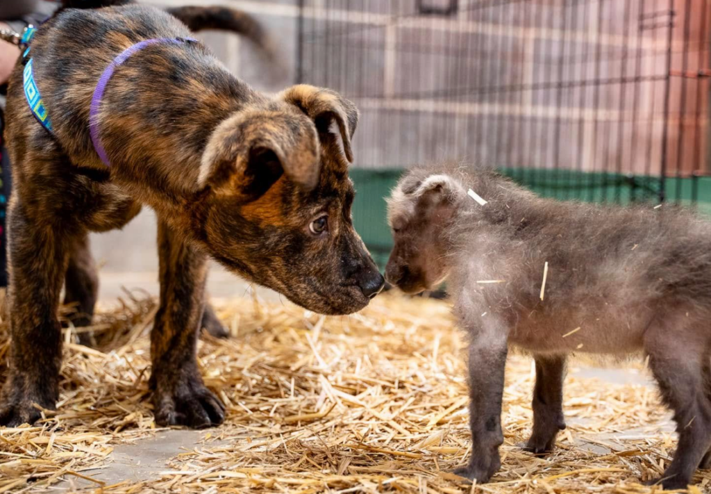 Newly orphaned maned wolf pup finds comfort in adopted shelter dog