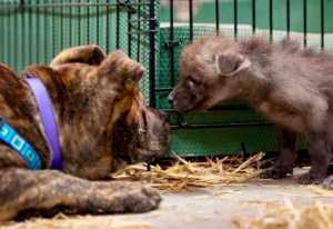 Shelter dog comforts maned wolf pup at the Sedgwick County Zoo