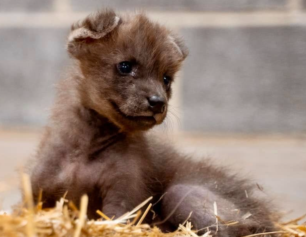 Orphaned wolf pup