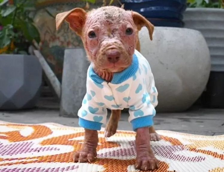Bald puppy rescued