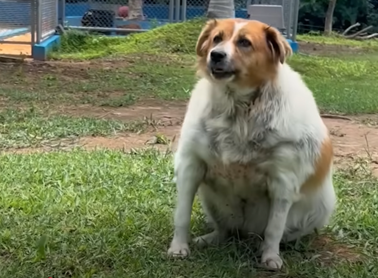 Cindy the stray dog was found to be overweight
