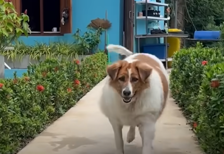 Cindy during her everyday walking to reduce weight.
