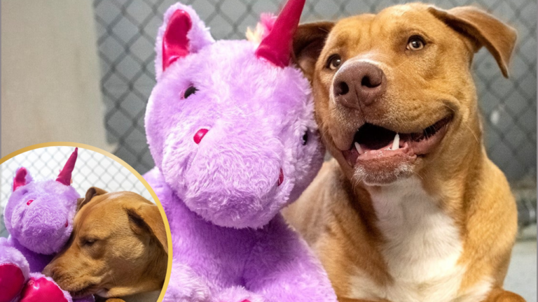 Dog Steals Unicorn Plushie 5 Times till General Store Calls Animal Control, But He Wouldn’t Leave (Till they Bought it)