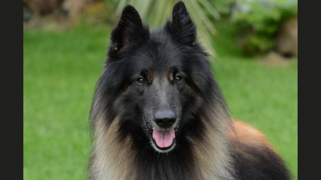 Black Belgian shepherd