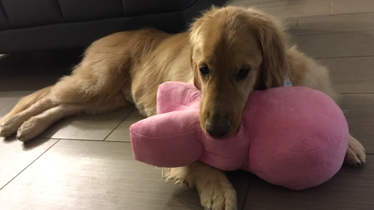 Family Adopts Mentally Challenged Dog Despite His Strange Behavior