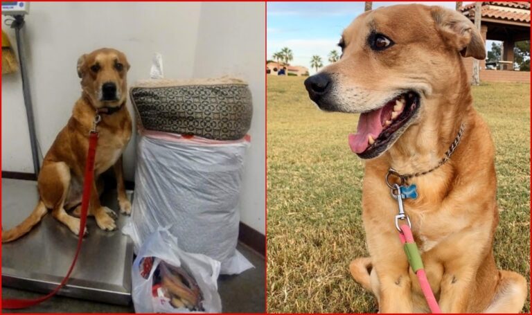 Dog Surrendered Back to Shelter with Bedding and All His Toys