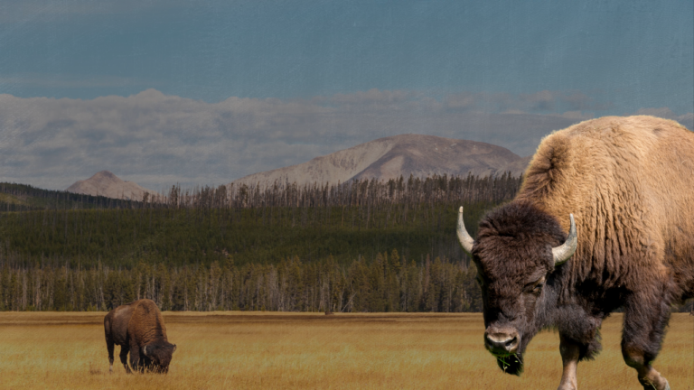 Yellowstone’s Distinct Bison Herds Have Finally Merged Into A Single Entity After Decades of Wandering the Park