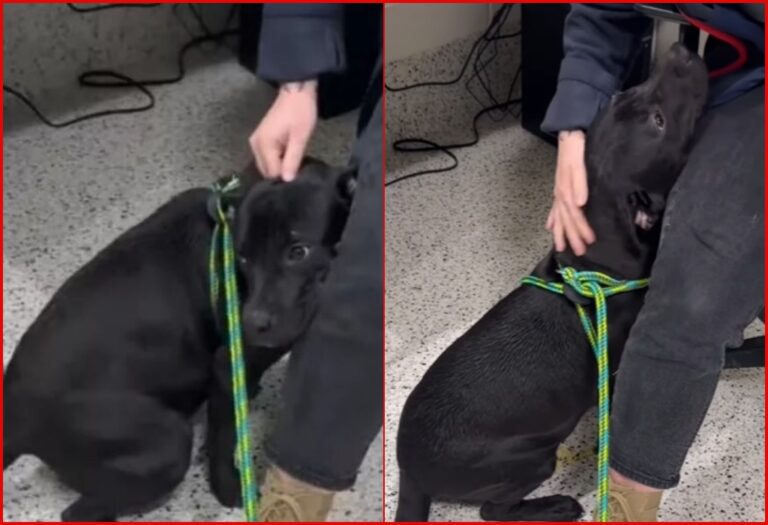 Shelter Puppy Scheduled for Euthanasia Hides Behind His Favorite Worker Leaving Many in Tears