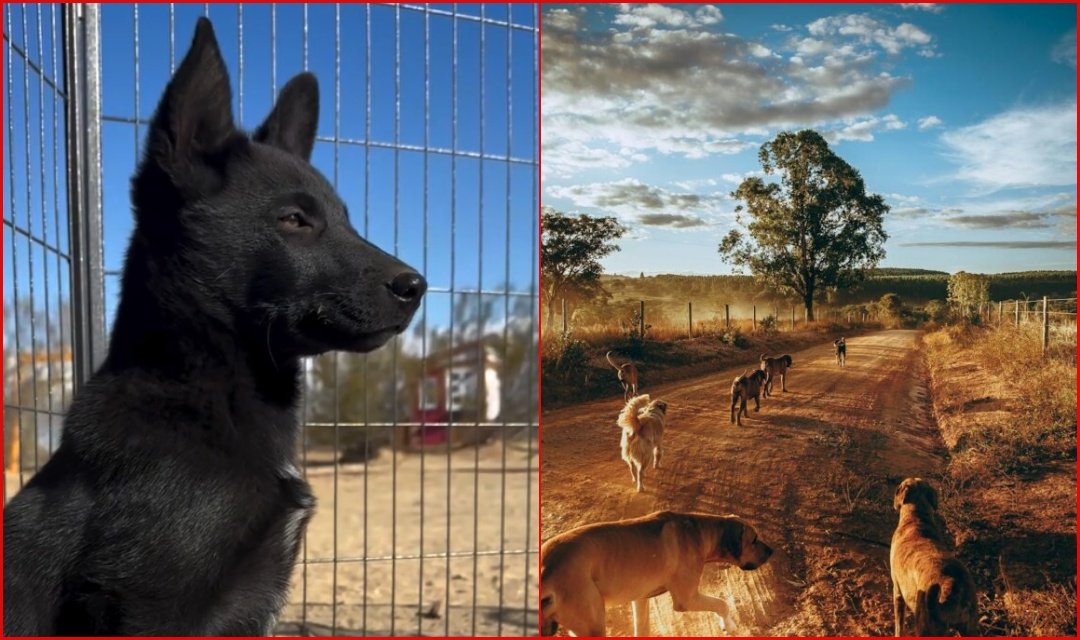 Feral Dog Pack Leave Puppy in Front of Rescue Center as If Urging Them to Take Him On