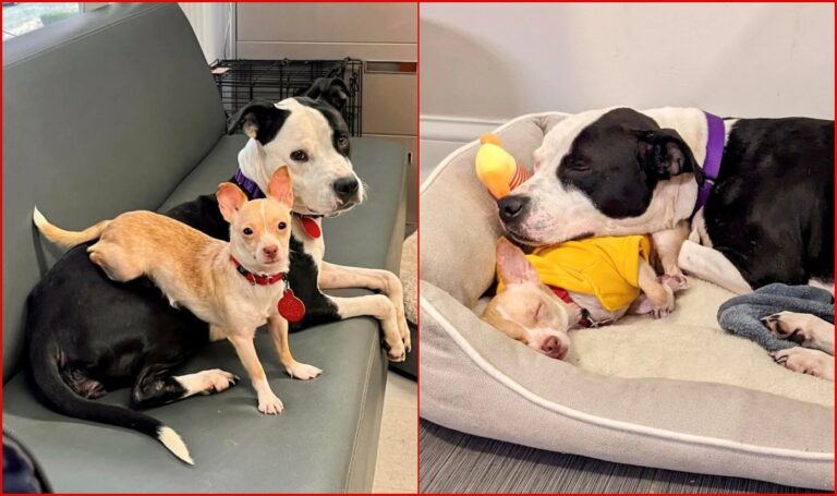 American Bull Terrier and Chihuahua Form the Most Unlikely Bond in Shelter After Enduring Painful Circumstances