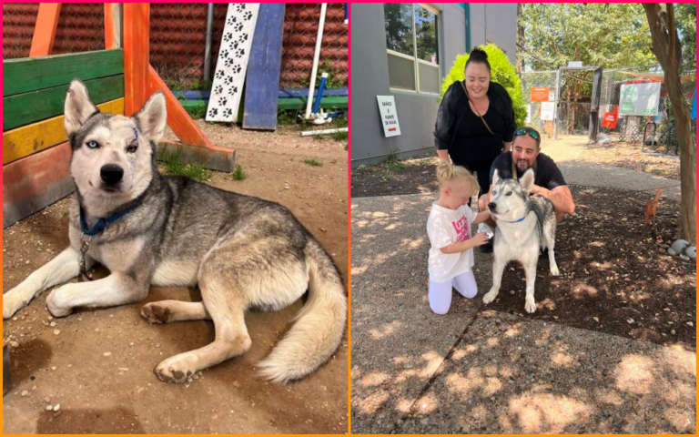 Rescued Husky With Separation Anxiety Heals Emotionally After Bonding With A Little Girl