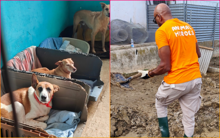 Gaza’s Hidden Crisis: The Untold Story of Animals Caught in War and The Heroes Saving Them