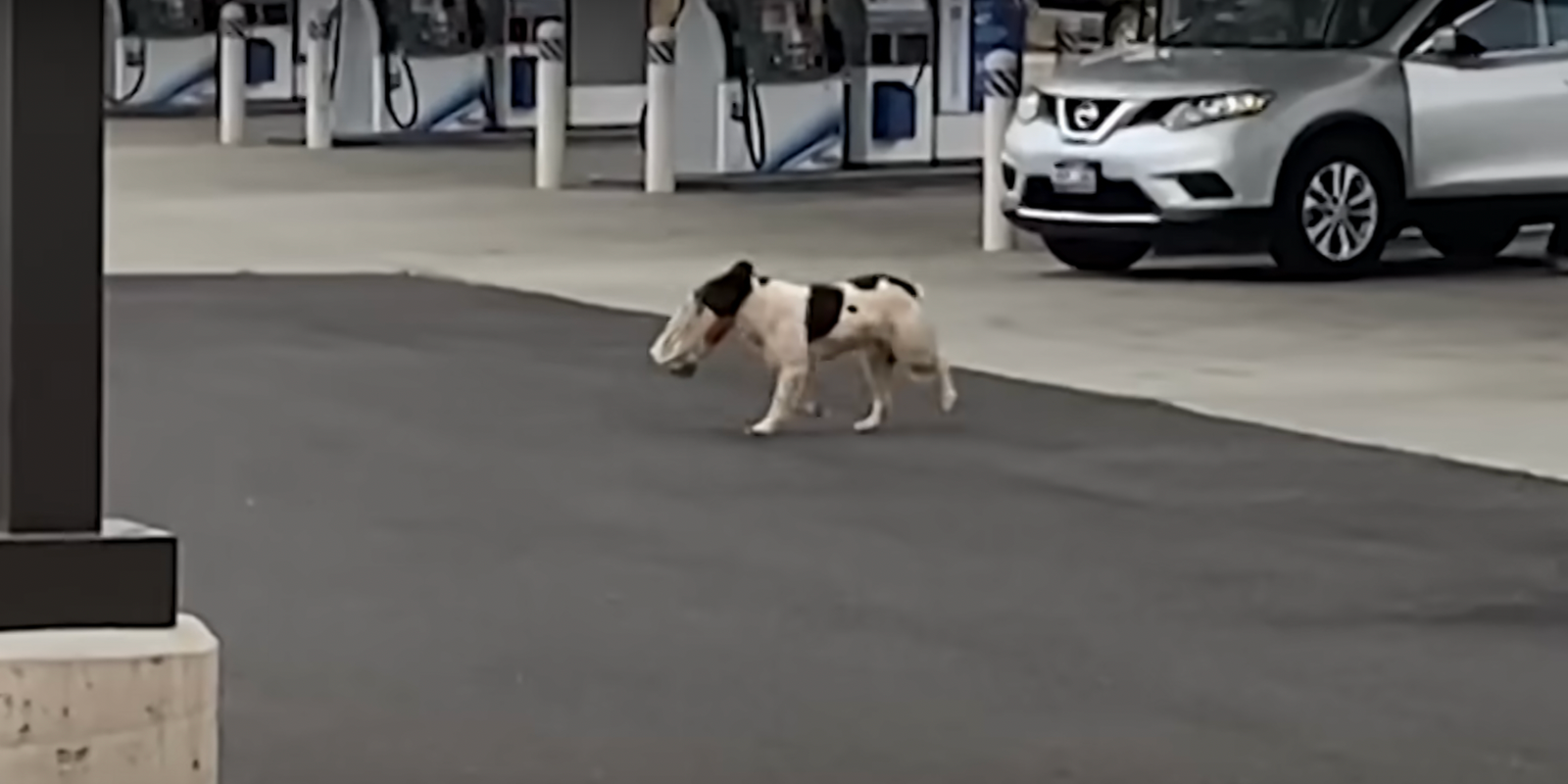 Stray Dog Survived On Stolen Starbucks In The Grand Canyon