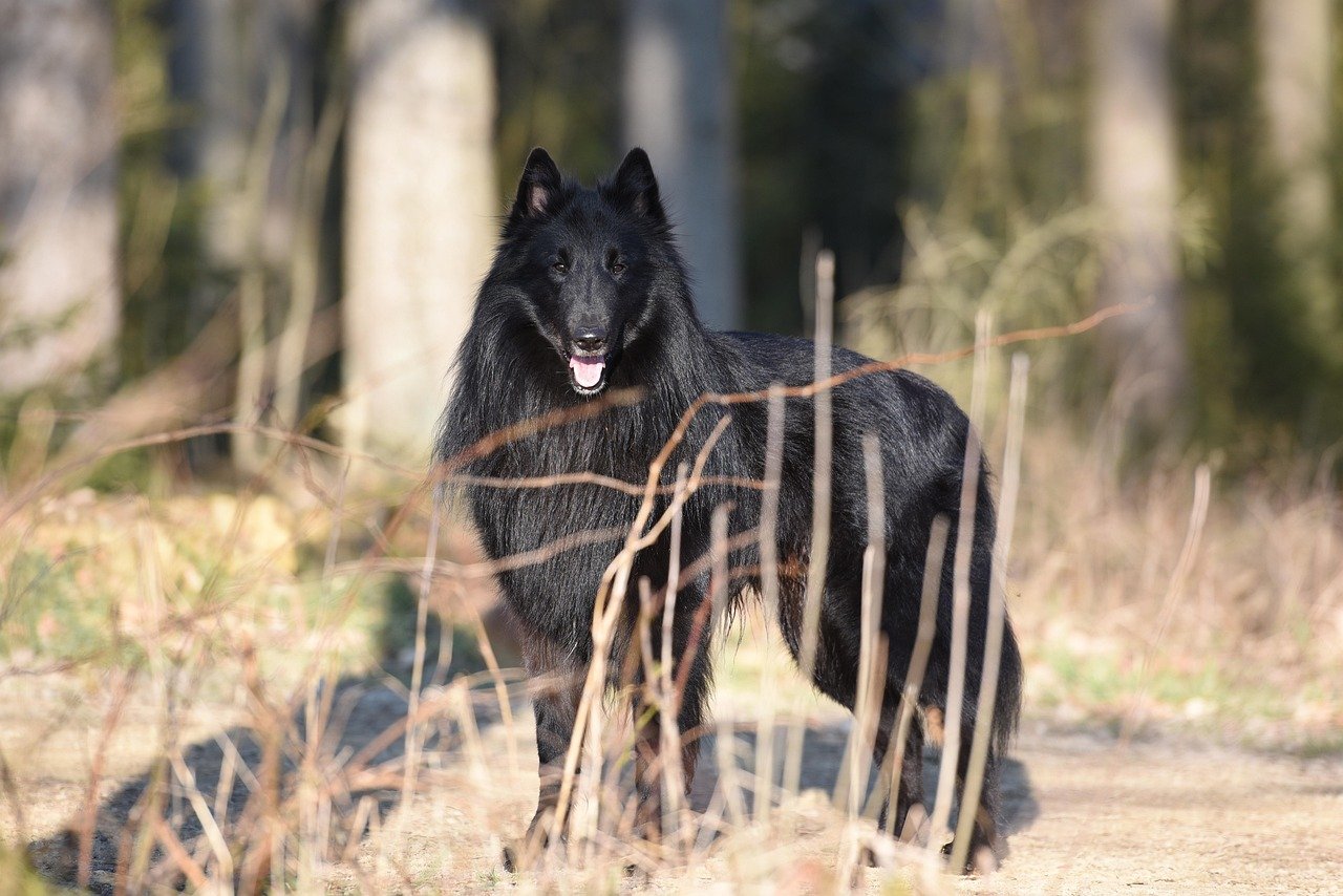 Everything You Need to Know About the Black Phantom, the Belgian Sheepdog
