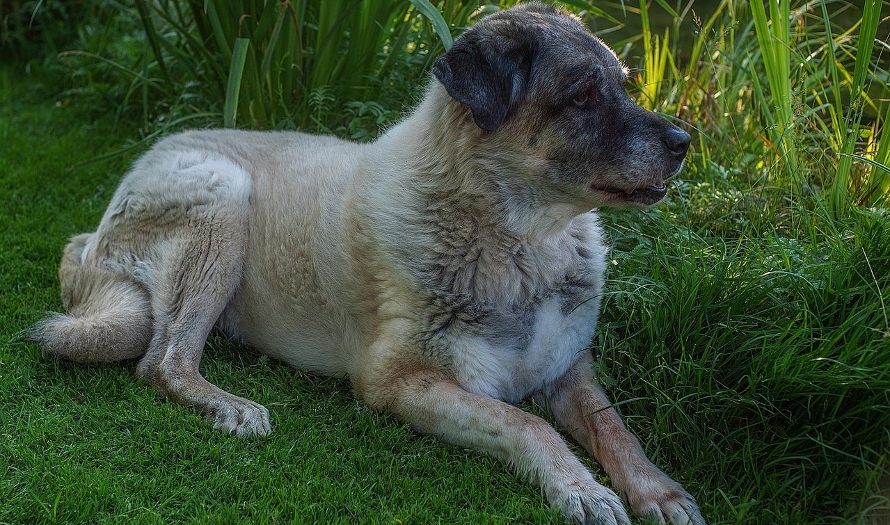 Kangal: The Mighty Protector (image credits: Source: Pixabay)