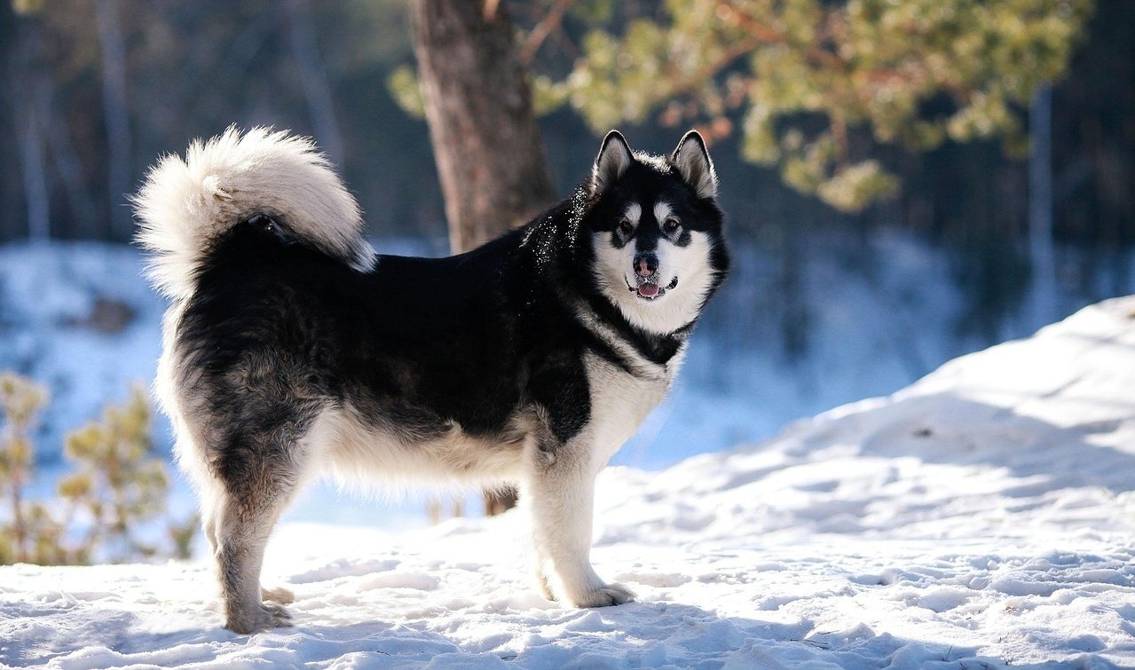 Alaskan Malamute: The Arctic Adventurer (image credits: Source: Pixabay)