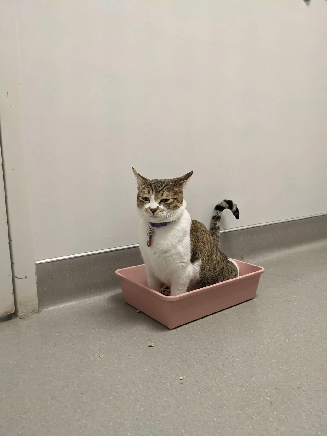 Persistent Vomiting or Diarrhea (image credits: Source: Reddit)