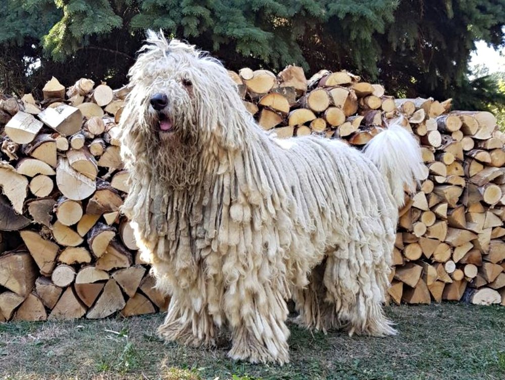 Komondor: The Unique Guardian (image credits: Source: Pinterest)