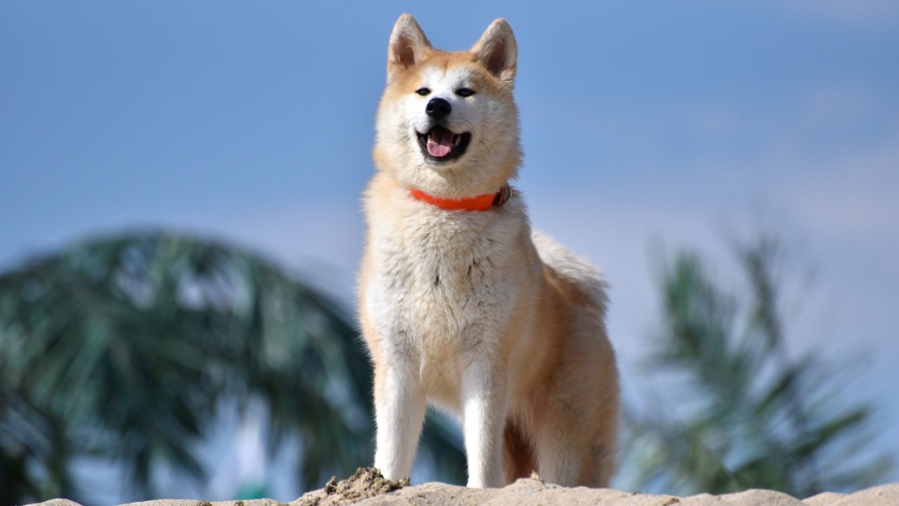 Akita: The Dignified Companion (image credits: Source: Wikimedia)