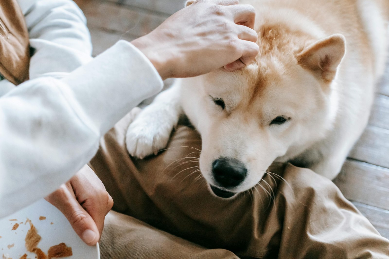 Pawing at You (image credits: Source: Pexels)