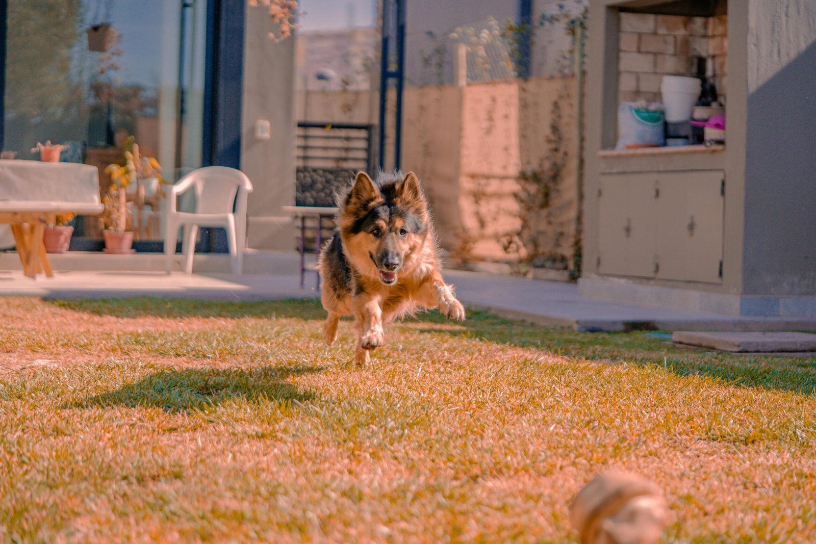 Happy Zoomies (image credits: Source: Pexels)