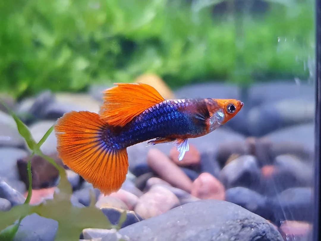 3. Guppies (image credits: Source: Reddit)