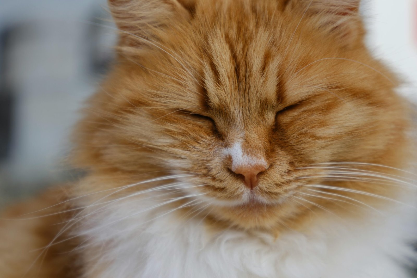 3. The Power of Purring (image credits: Source: Pexels)