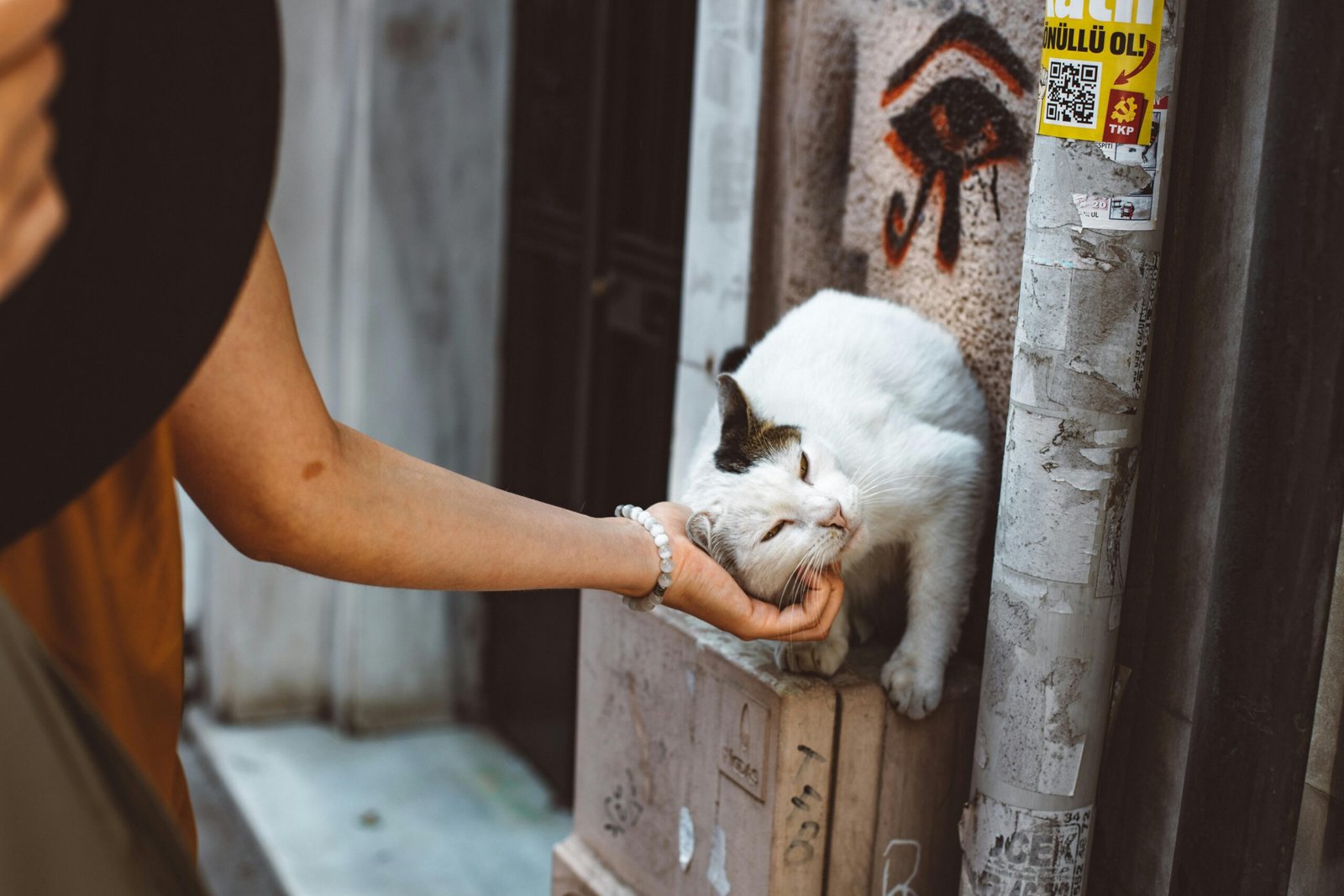 5. The Gentle Headbutt (image credits: Source: Pexels)
