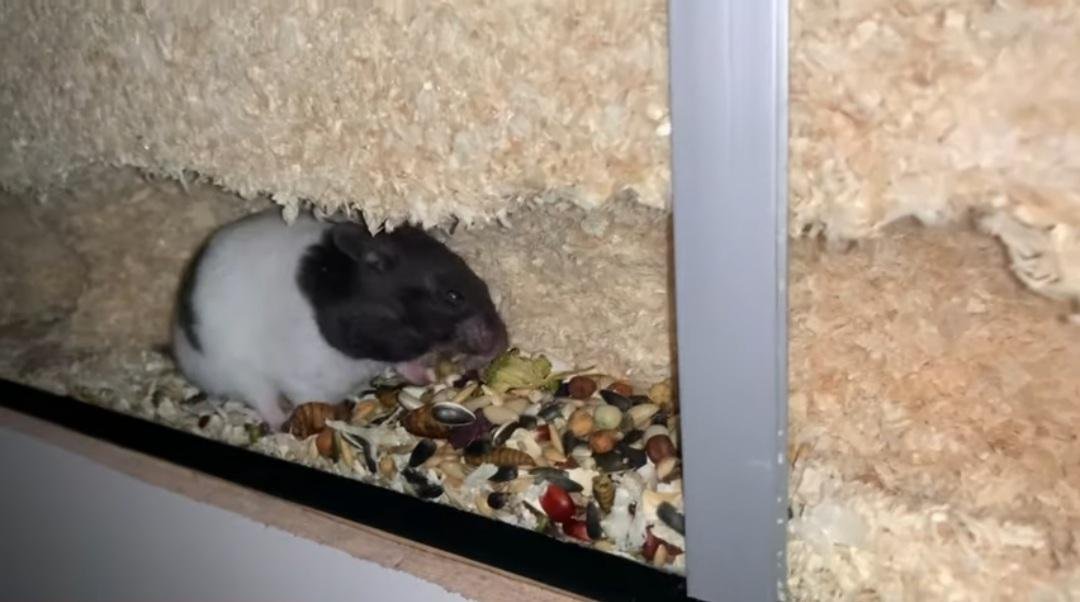 Habitual Hoarders: The Art of Stashing (image credits: Source: Reddit)