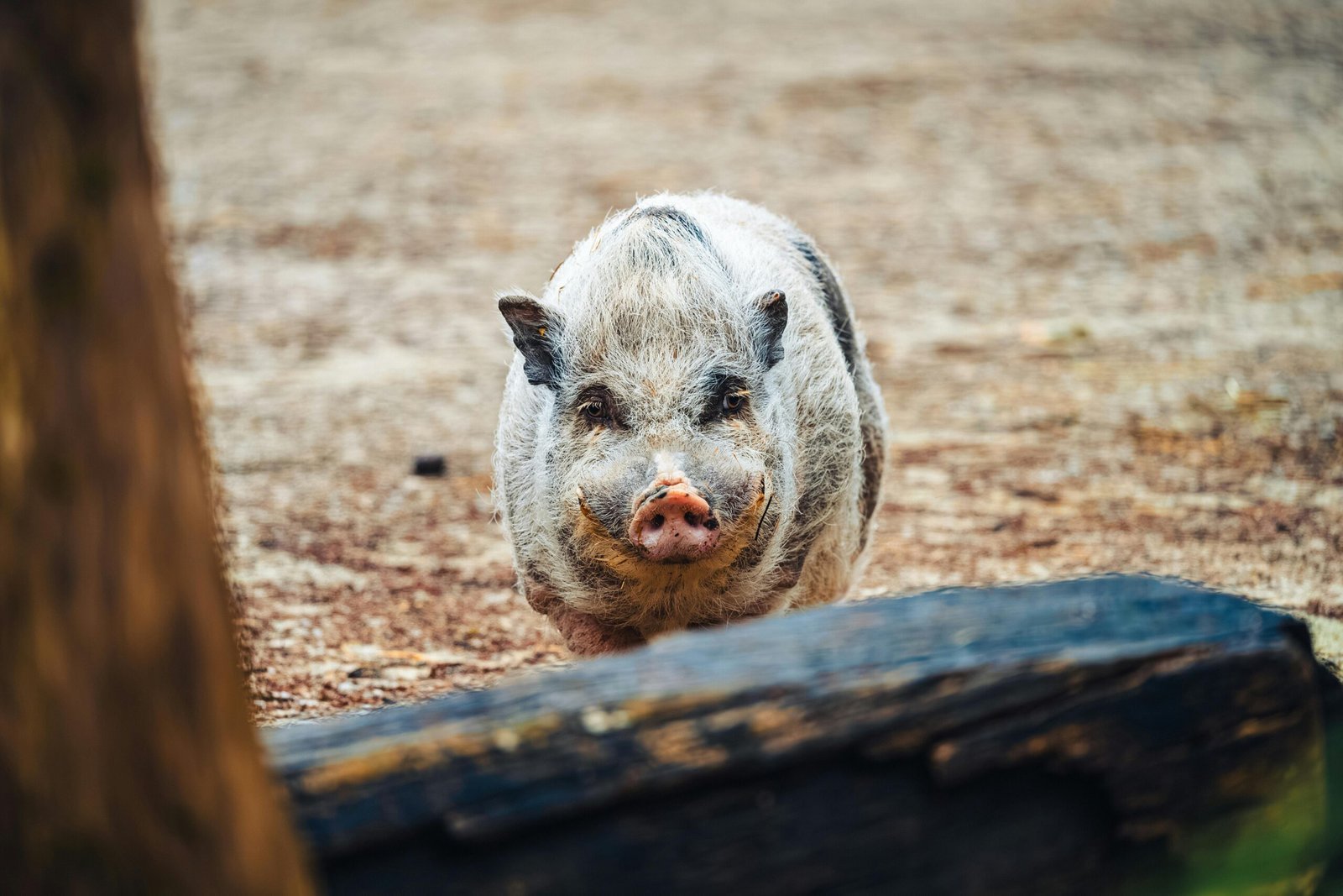 Playful and Curious (image credits: Source: Pexels)