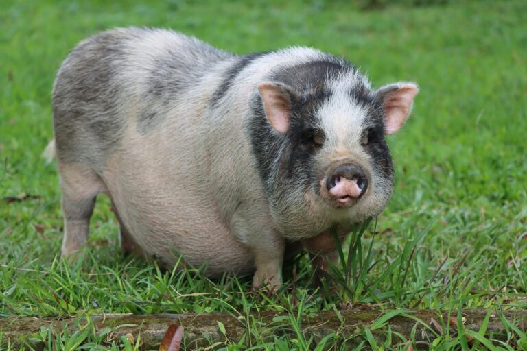 8 Adorable Things About Potbellied Pigs that Make Them Sweet Pets