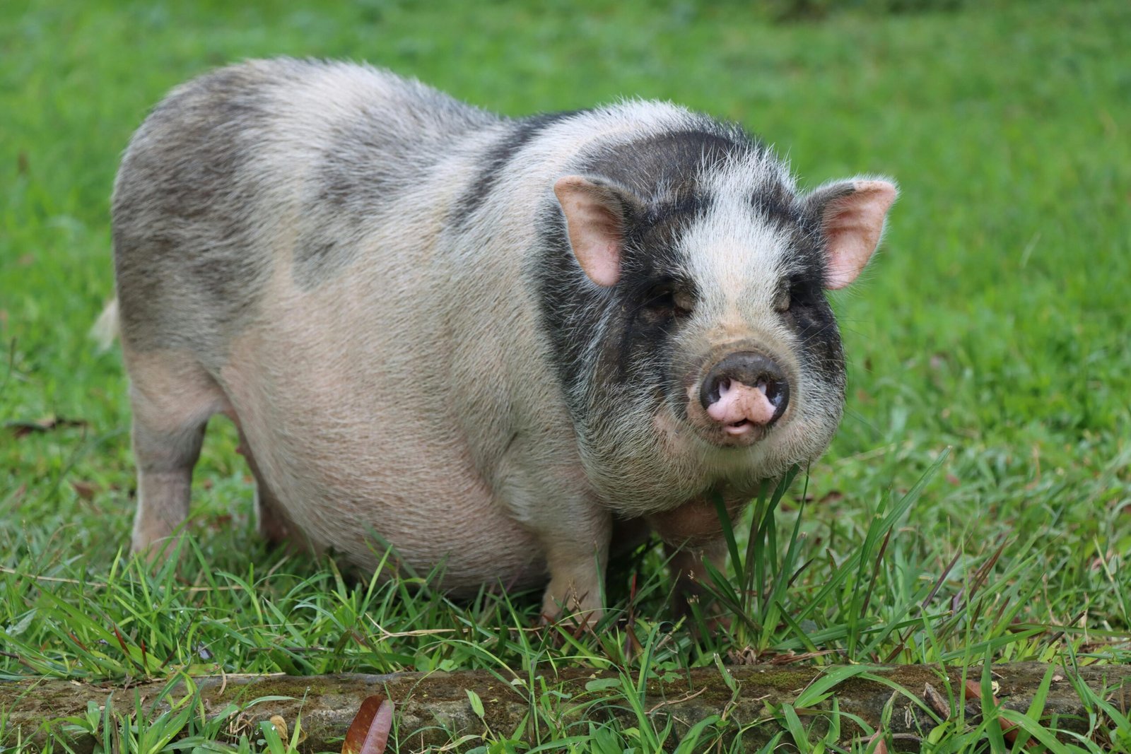8 Adorable Things About Potbellied Pigs that Make Them Sweet Pets
