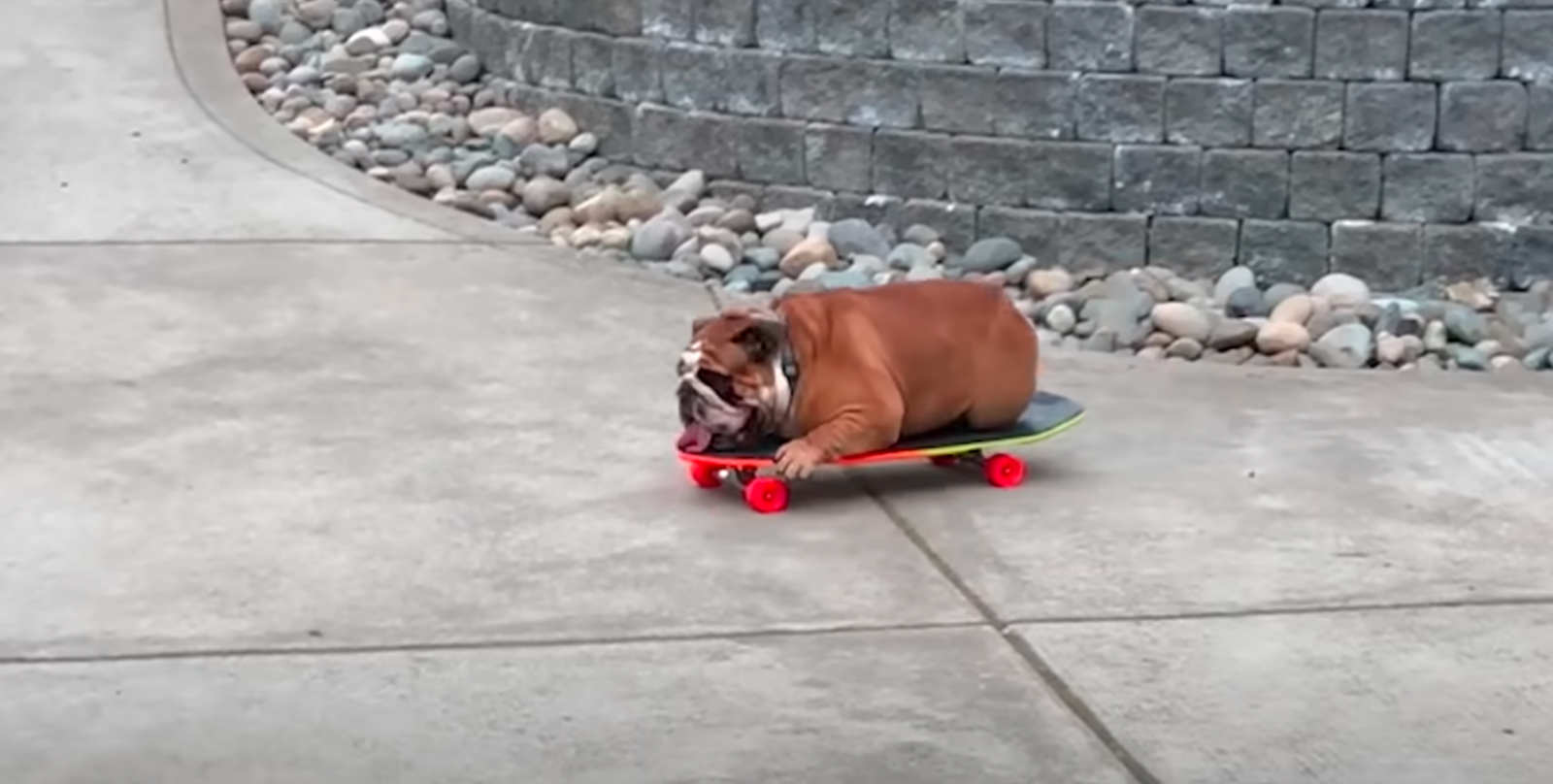 Bulldog Won’t Sleep Without His Skateboard