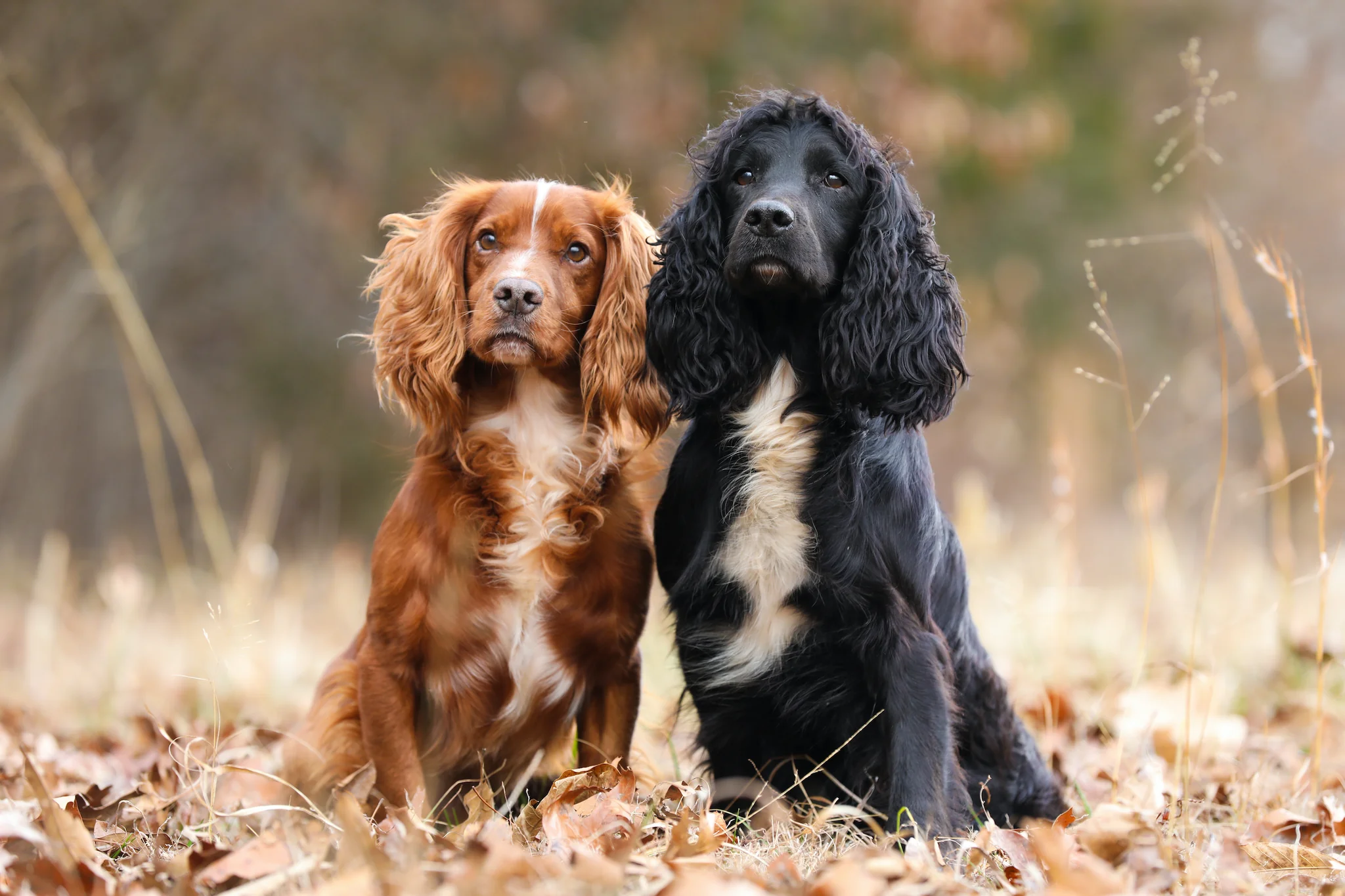 Cocker Spaniel: The Gentle Playmate (image credits: source:https://cdn.shopify.com/)