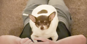 Obese Chihuahua