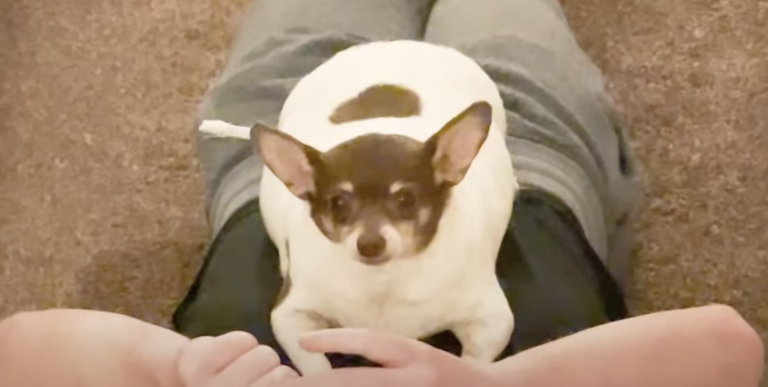 Obese Chihuahua