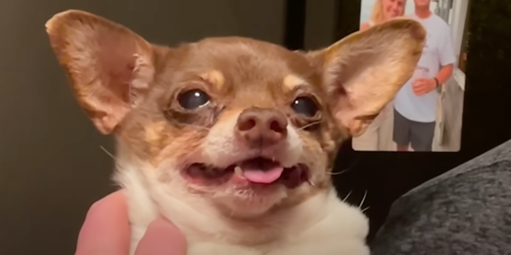 Obese Chihuahua