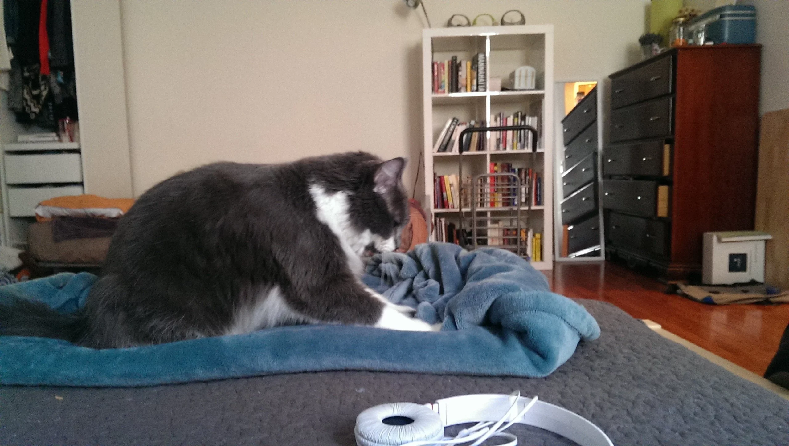 9. Kneading with Paws (image credits: Source: Reddit)
