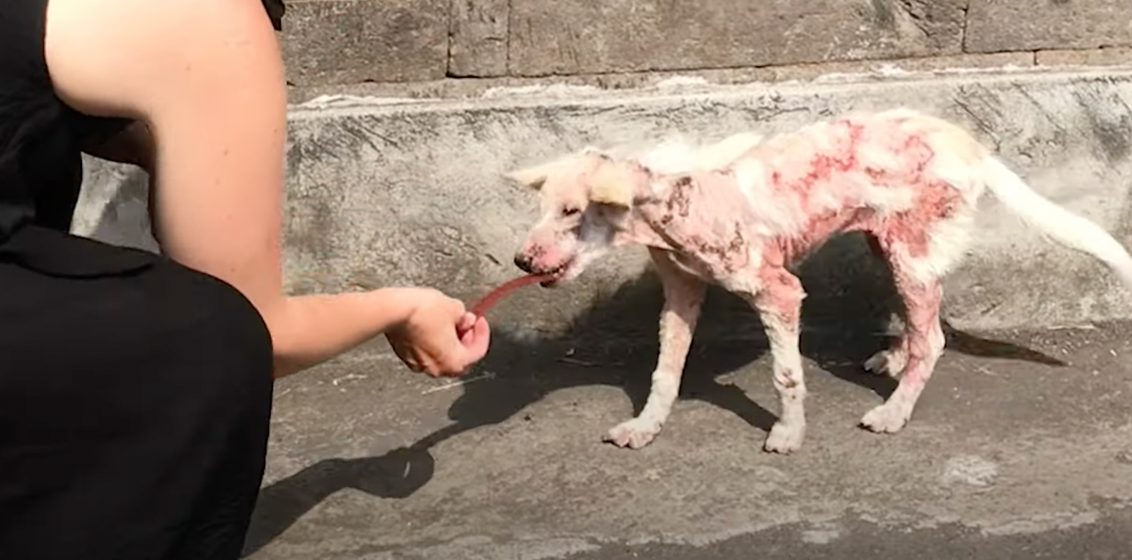 Stray Dog Finds Love and Can’t Stop Wagging Her Tail