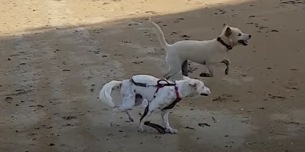 Street Dog